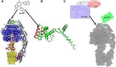 Visualizing Mitochondrial FoF1-ATP Synthase as the Target of the Immunomodulatory Drug Bz-423